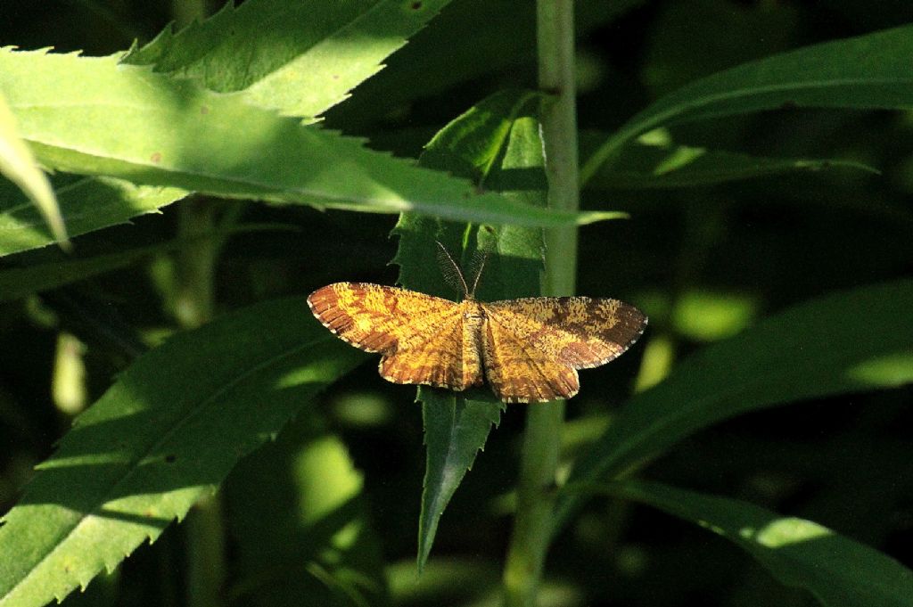 Ematurga atomaria (forse!)